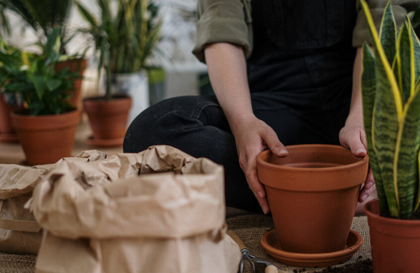 Introverted Gardening: Finding Peace and Growth in Your Own Backyard